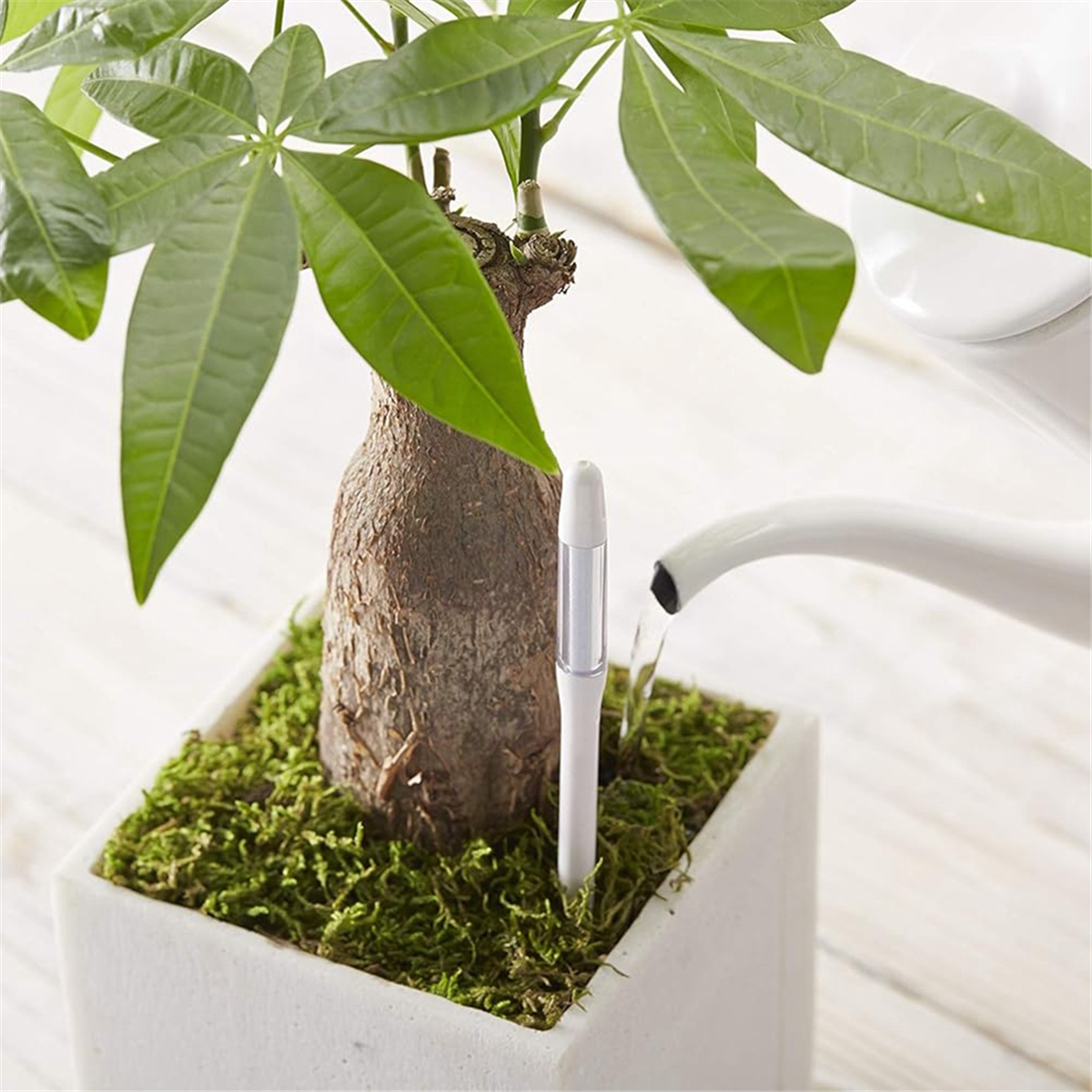 ABNJ Aquameter, 5pcs, Plant So - Soil Moisture Sensor のレビューと価格